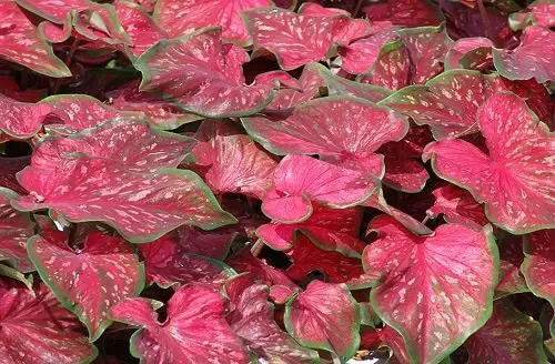 Most Beautiful Types of Caladiums 75