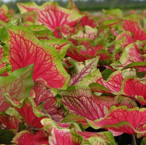 Most Beautiful Caladiums 23