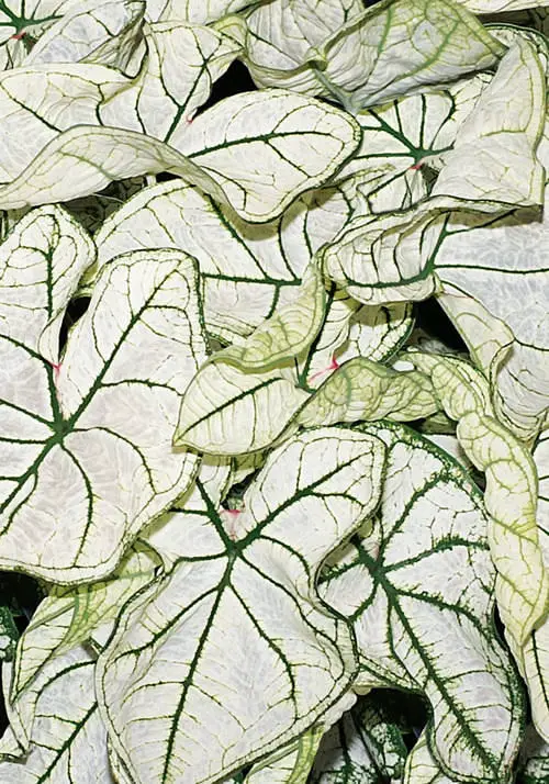 Most Beautiful Types of Caladiums 79