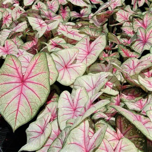 Most Beautiful Caladiums 26