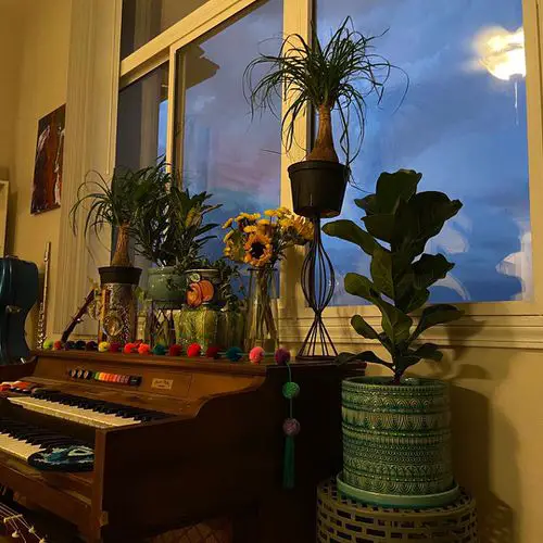 Indoor Fiddle Leaf Fig Decor Ideas 23
