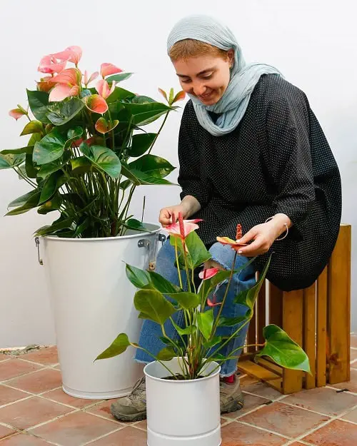 Houseplants for Girls Room 3