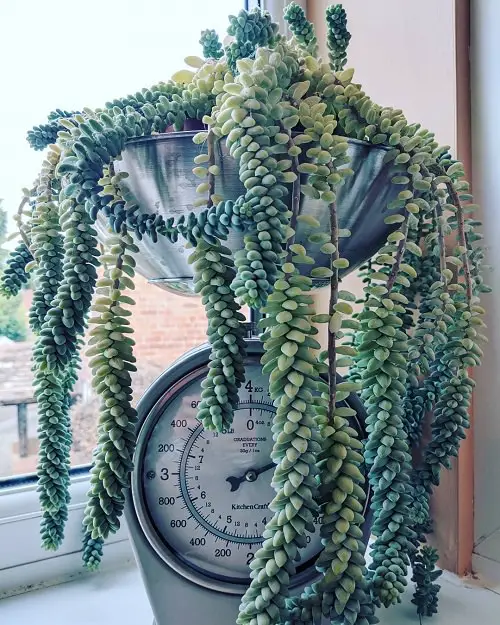 Houseplants with Blue Leaves 3