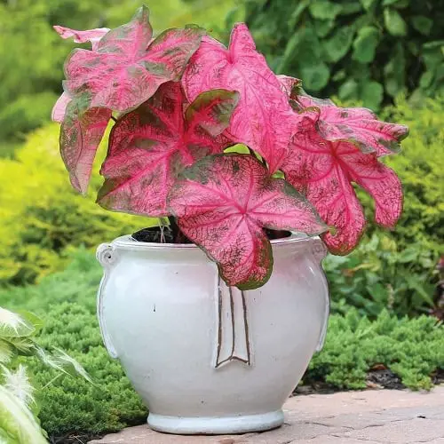 Best Caladium Varieties 36