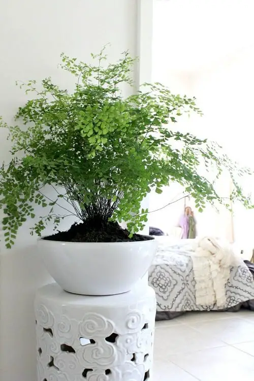 Houseplants of Victorian Era 3