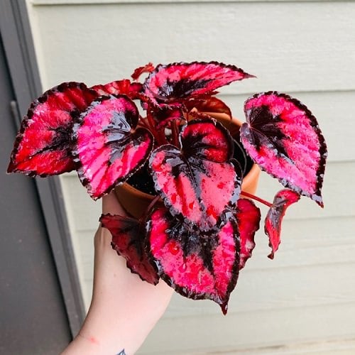 Indoor Plants According to Color Psychology 5