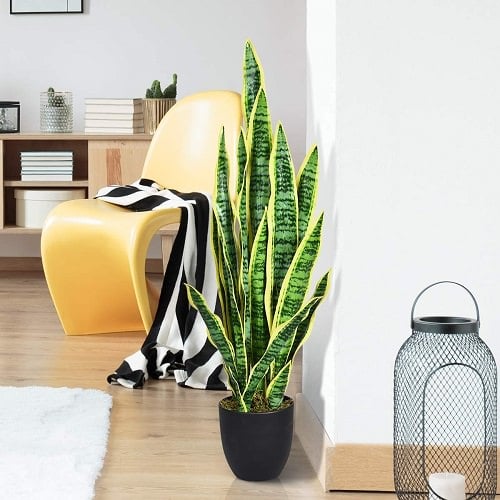 Vastu Plants for Home 3
