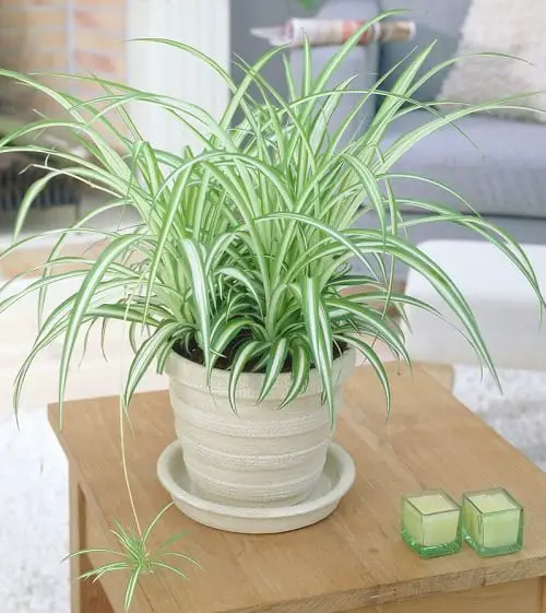 Plants that Increase Humidity Indoors 10
