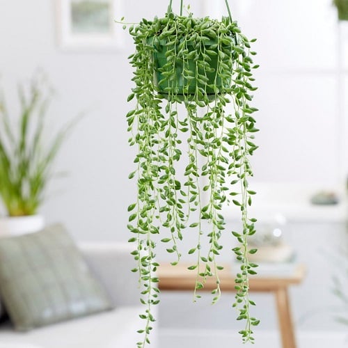 String Succulents that Hang 