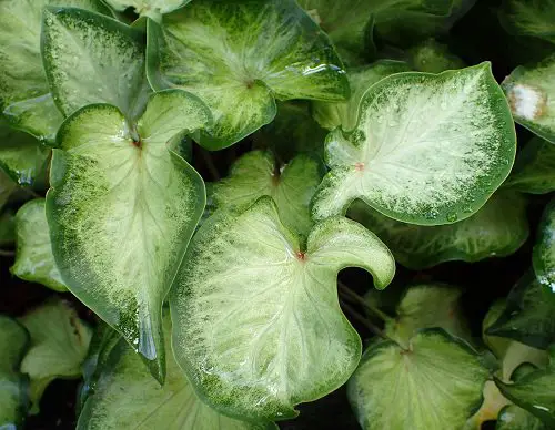 Most Beautiful Caladiums 27