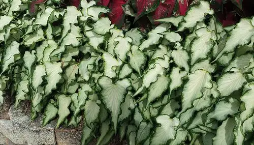 Most Beautiful Types of Caladiums 83