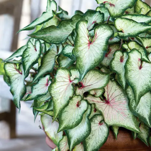 Most Beautiful Caladiums 29