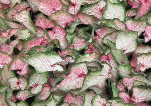 Most Beautiful Types of Caladiums 85
