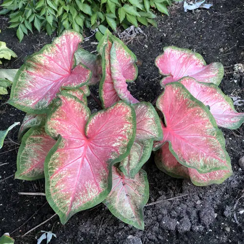 Most Beautiful Caladiums 25