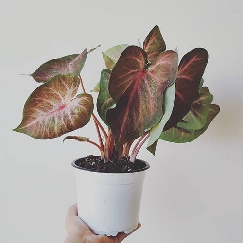 Most Beautiful Types of Caladiums 87