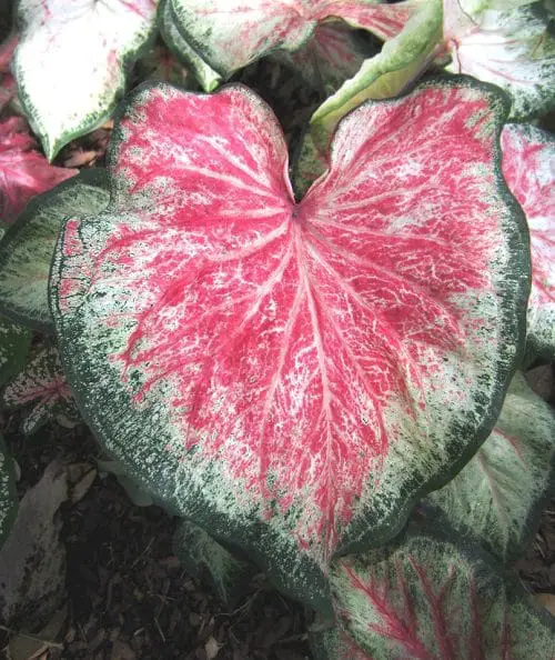 Best Caladium Varieties 88
