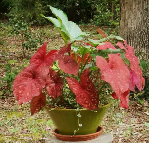 Most Beautiful Types of Caladiums 89