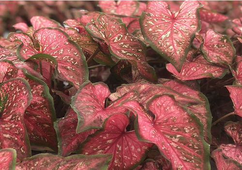 Most Beautiful Caladiums 32