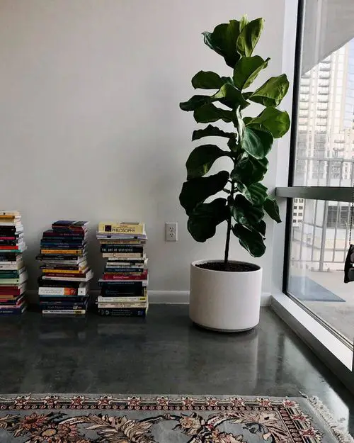 Fiddle Leaf Fig Decor Ideas 3