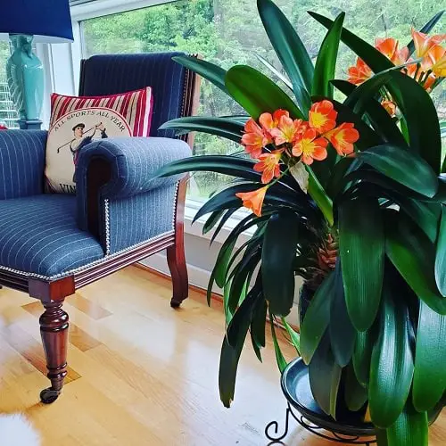 Types of Indoor Plants 14
