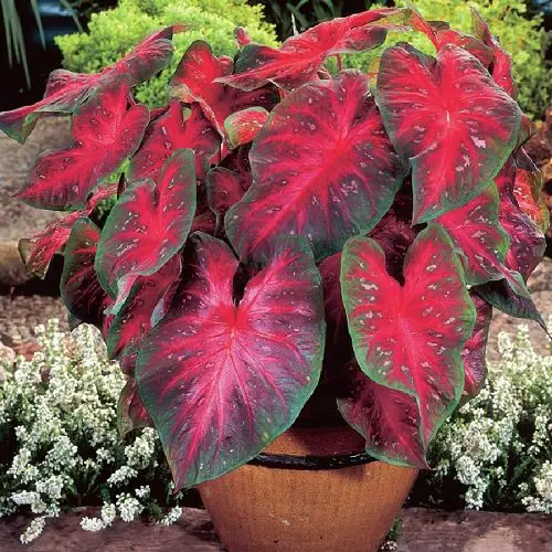 Most Beautiful Types of Caladiums 37
