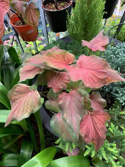 Most Beautiful Types of Caladiums 91