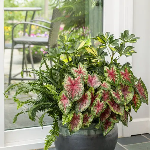 Best Caladium Varieties 92