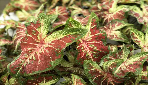 Most Beautiful Types of Caladiums 93