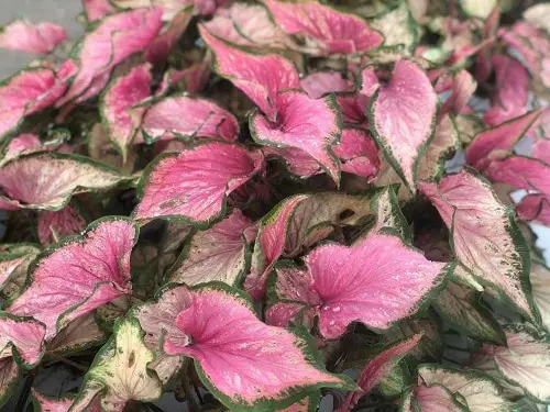Best Caladium Varieties 94