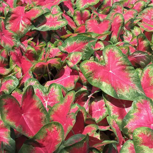Most Beautiful Types of Caladiums 95