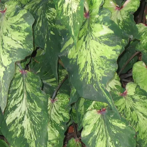 Best Caladium Varieties 96