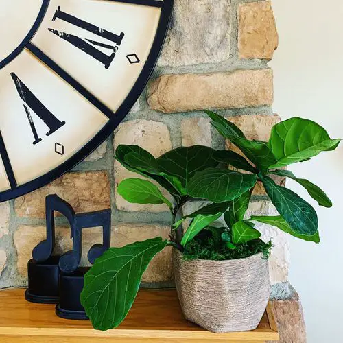 Indoor Fiddle Leaf Fig Decor Ideas 6