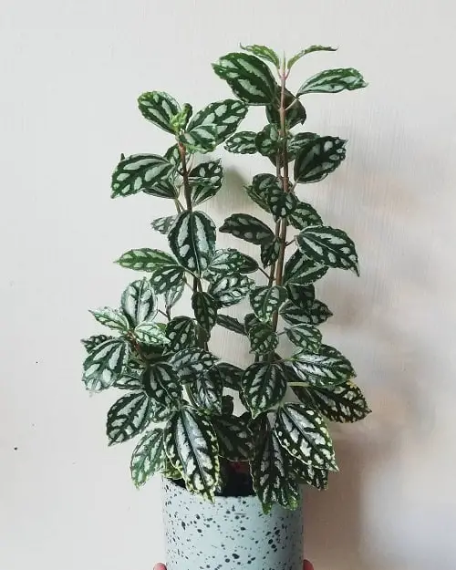 lovely Variegated Indoor Plants 9