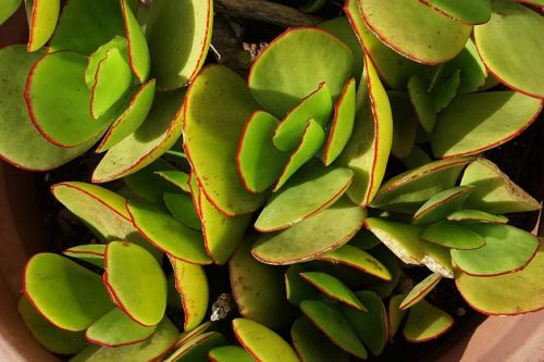 Types of Jade Plants 
