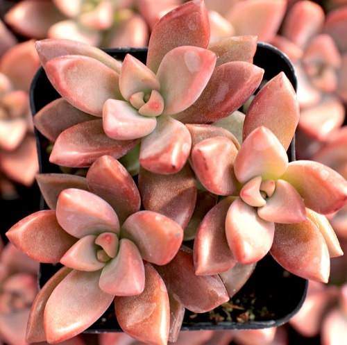 Indoor Plants According to Color Psychology 6