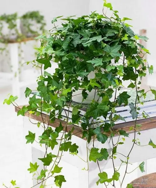 Plants that Increase Humidity Indoors 4