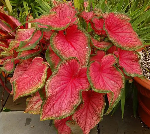 Most Beautiful Caladiums 4