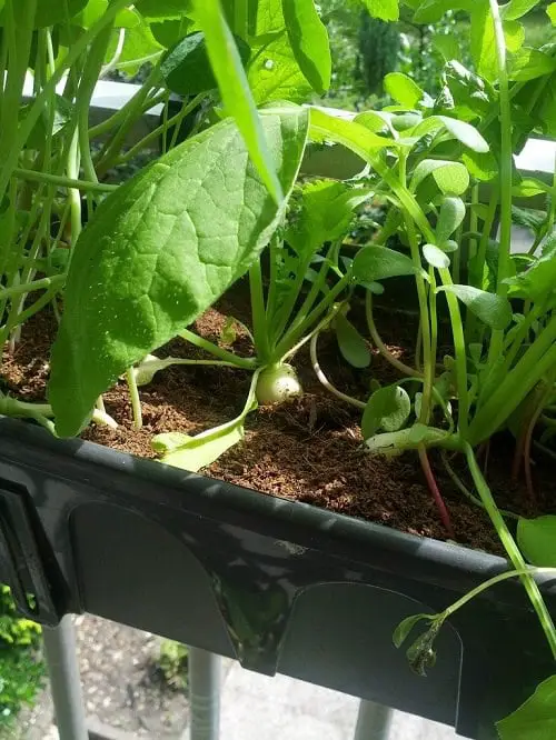 Vegetables that Grow on Railings 3