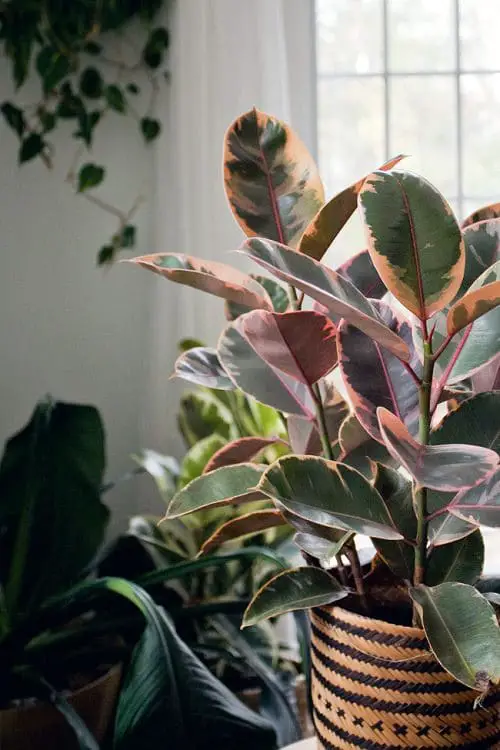 Vastu Plants for Home 3