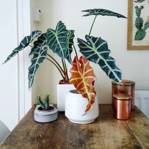 best Indoor Patterned Variegated Plants