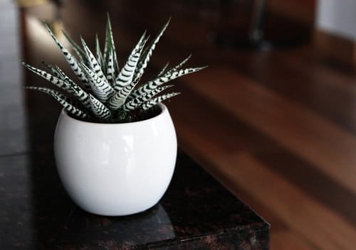 Different Types of Zebra Plants 4