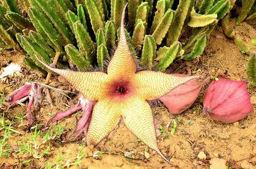 Succulents that Grow like a Weed 5