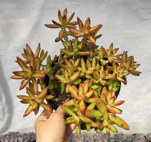 Types of Indoor Plants 16