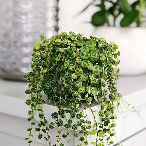 top String Succulents that Hang
