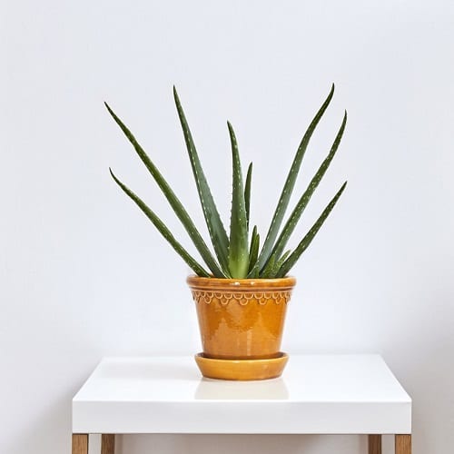 Reasons Why You Should Grow Succulents 3