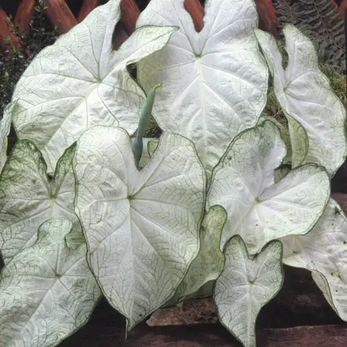Most Beautiful Caladiums 5