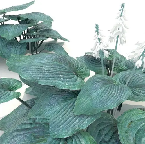 Houseplants with Blue Leaves 5