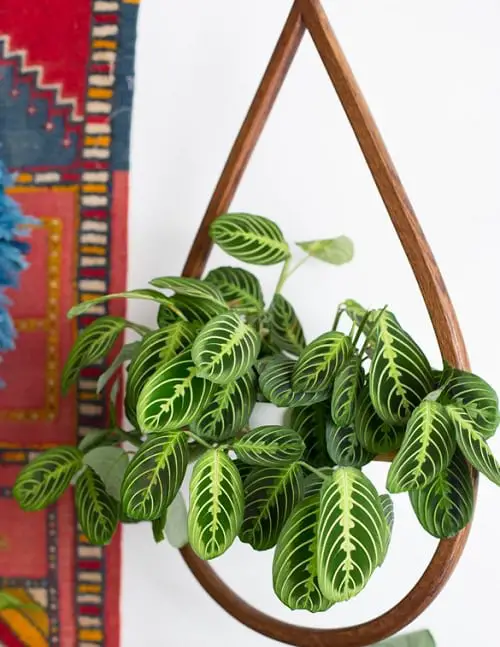 Variegated Indoor Plants with Patterns hanging