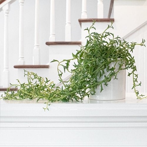 The Greatest Hanging String Succulents
