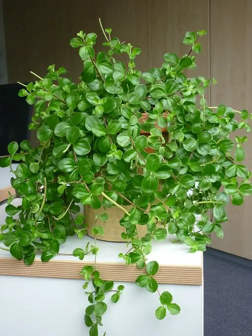 Favourite Hanging String Succulents